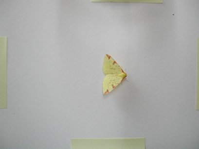 4024_moths