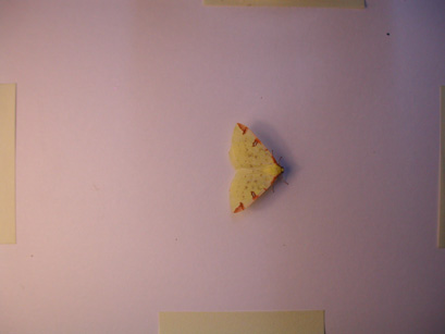 4025_moths