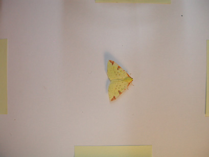 4026_moths