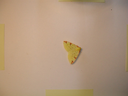 4027_moths