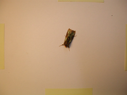 4028_moths