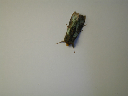 4029_moths