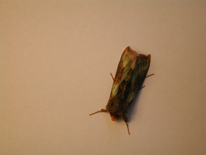 4030_moths