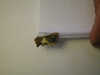 4031_moths