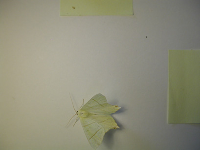 4032_moths