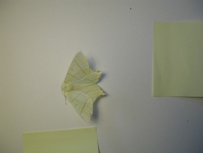 4033_moths