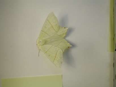 4035_moths