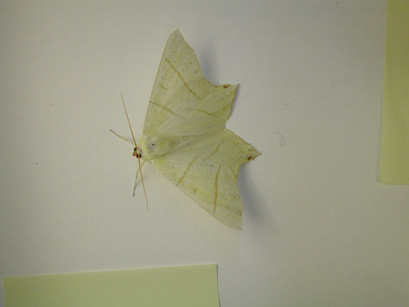 4037_moths
