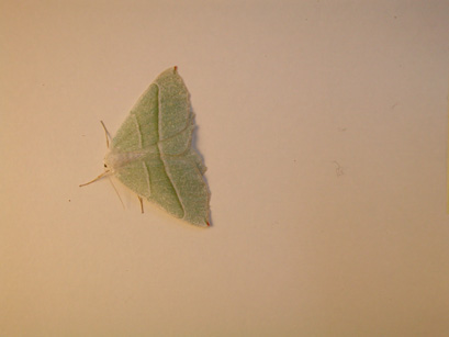 4038_moths