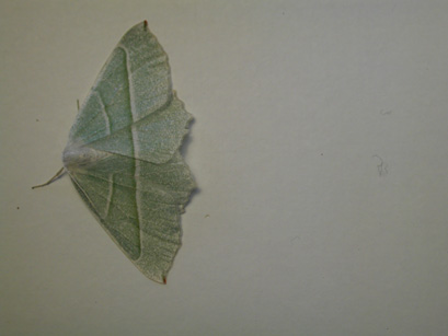 4040_moths