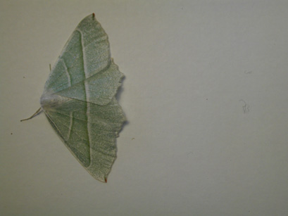 4040_moths