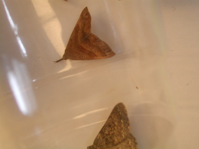 4042_moths
