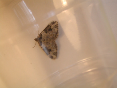 4043_moths