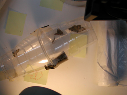 4047_moths