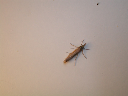 4049_moths
