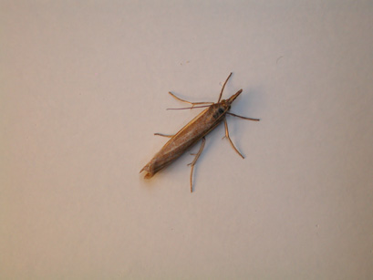 4050_moths