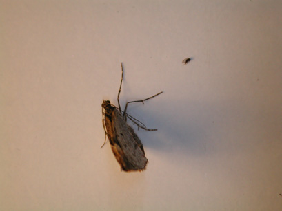 4051_moths