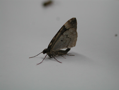 4052_moths