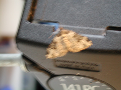 4054_moths