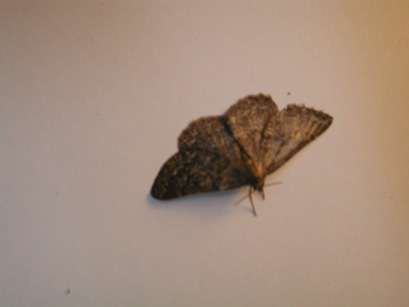 4057_moths