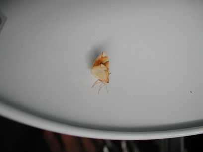 4060_moths