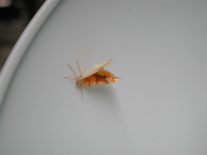 4061_moths