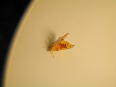 4062_moths