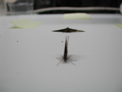 4063_moths