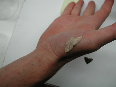 4067_moths