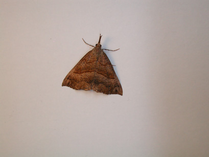 4071_moths