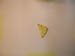 4027_moths