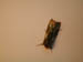 4030_moths