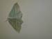 4040_moths