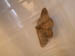 4041_moths