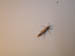 4049_moths