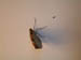 4051_moths