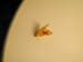 4062_moths