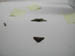 4066_moths