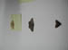 4070_moths