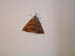 4071_moths