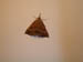 4072_moths