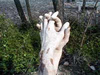 Mud sculpted hands